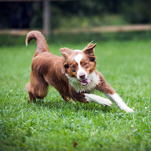 Un chien brun et blanc courant dehors sur le gazon