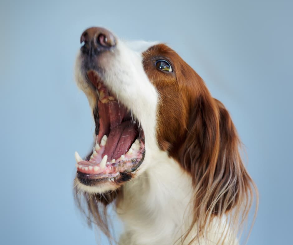 chien  blanc et brun assis qui ouvre grand sa bouche en montant ses dents