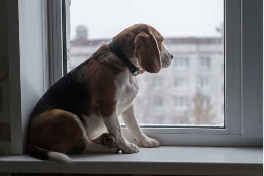 chien-anxieux-attend-le-retour-de-sont-maître