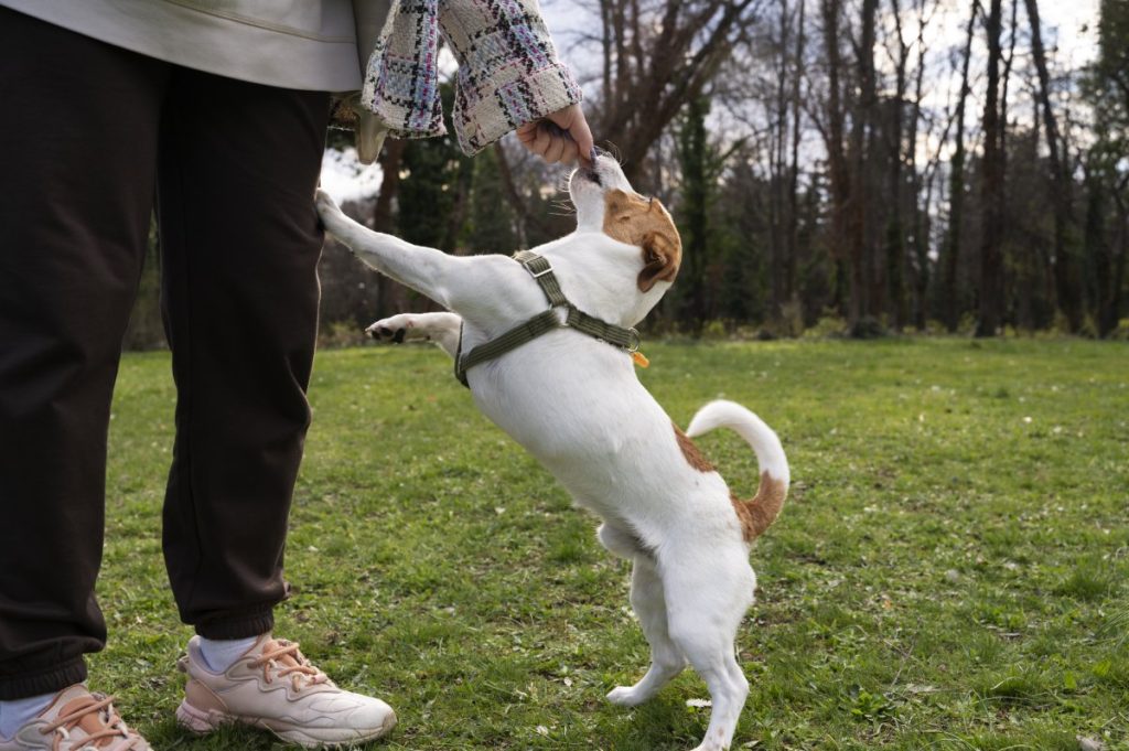 un chien qui joue avec son mettre et avec des des accessoires pour chien