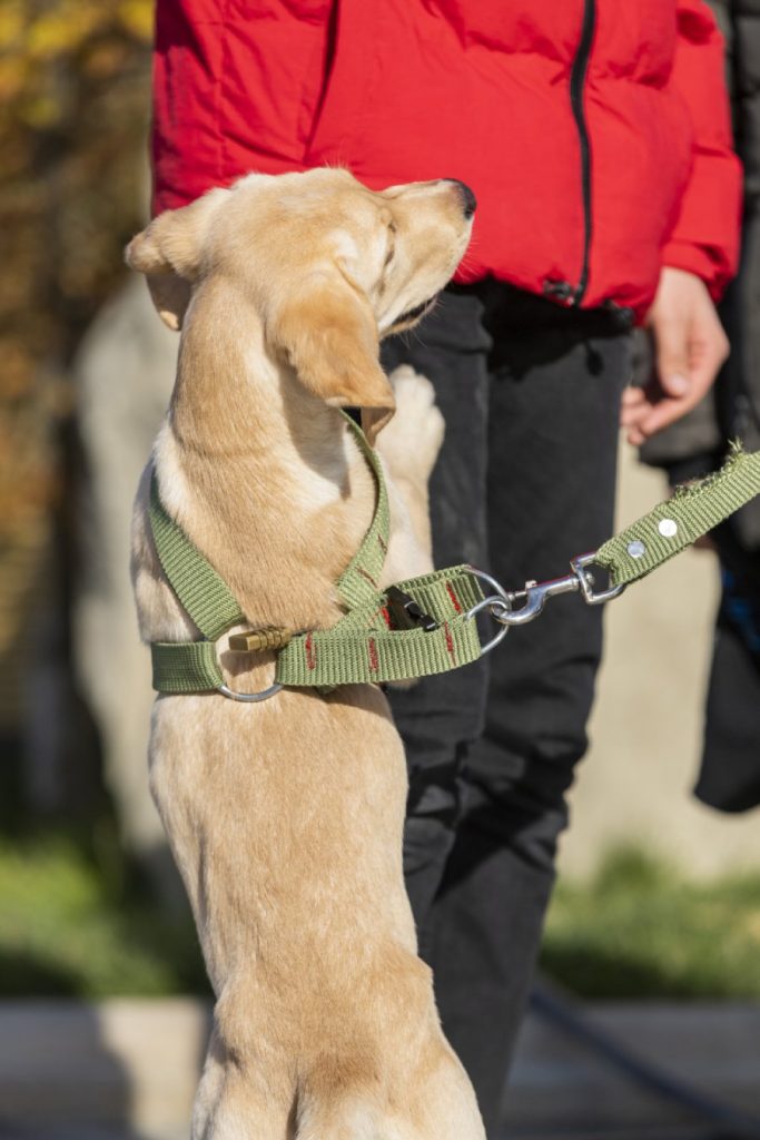 un chien qui saute sur son mettre avec des accessoire pour chien