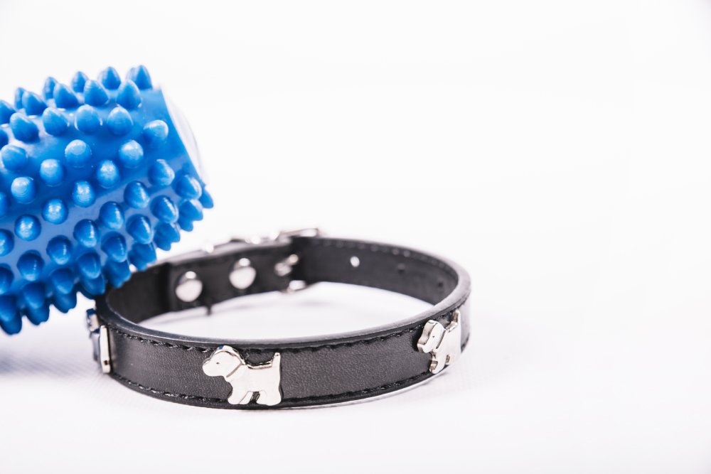 un collier pour chien et une brosse pour chien  des accessoire pour chien  