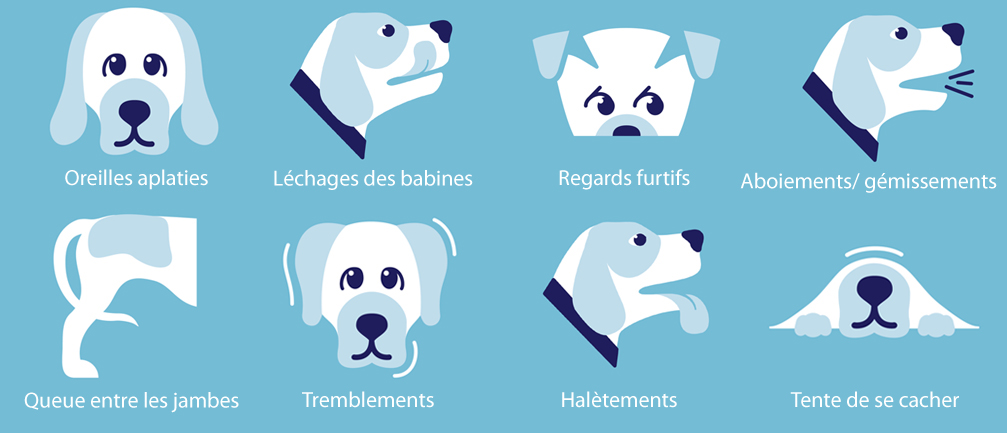 les-différent-signe-qui-démontre-que-votre-chien-anxiété-de-séparation