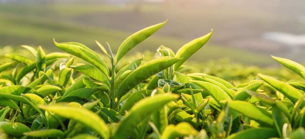 Green tea